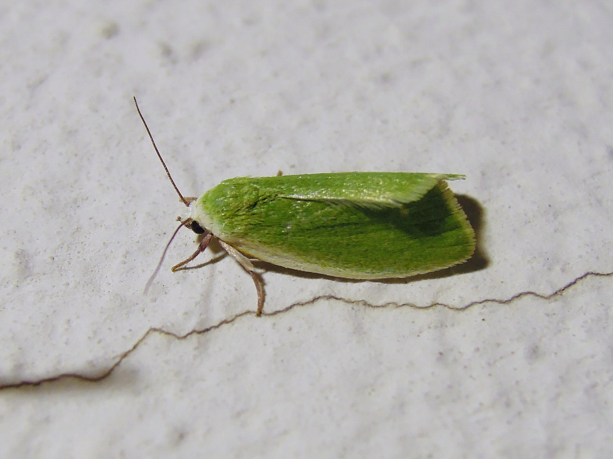 Earias clorana